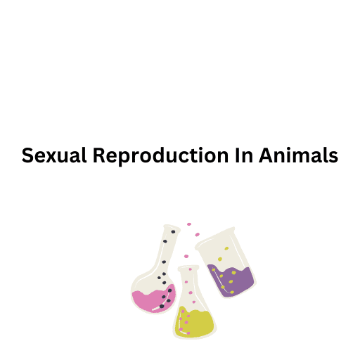 Sexual Reproduction In Animals